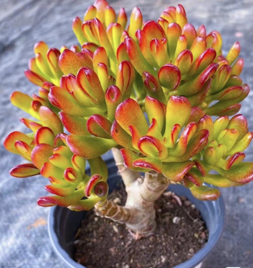 🎁Last Day 70% OFF🌵 Gollum Jade Plant (ET’s Finger) — Weird, Lucky & Low Maintenance! 🍀