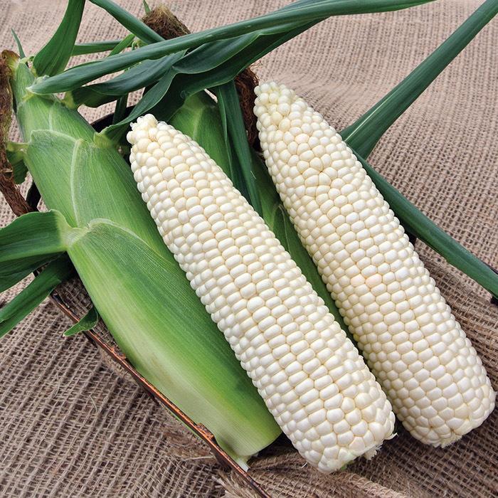 Test Sweet Corn Freedom MXR F1
