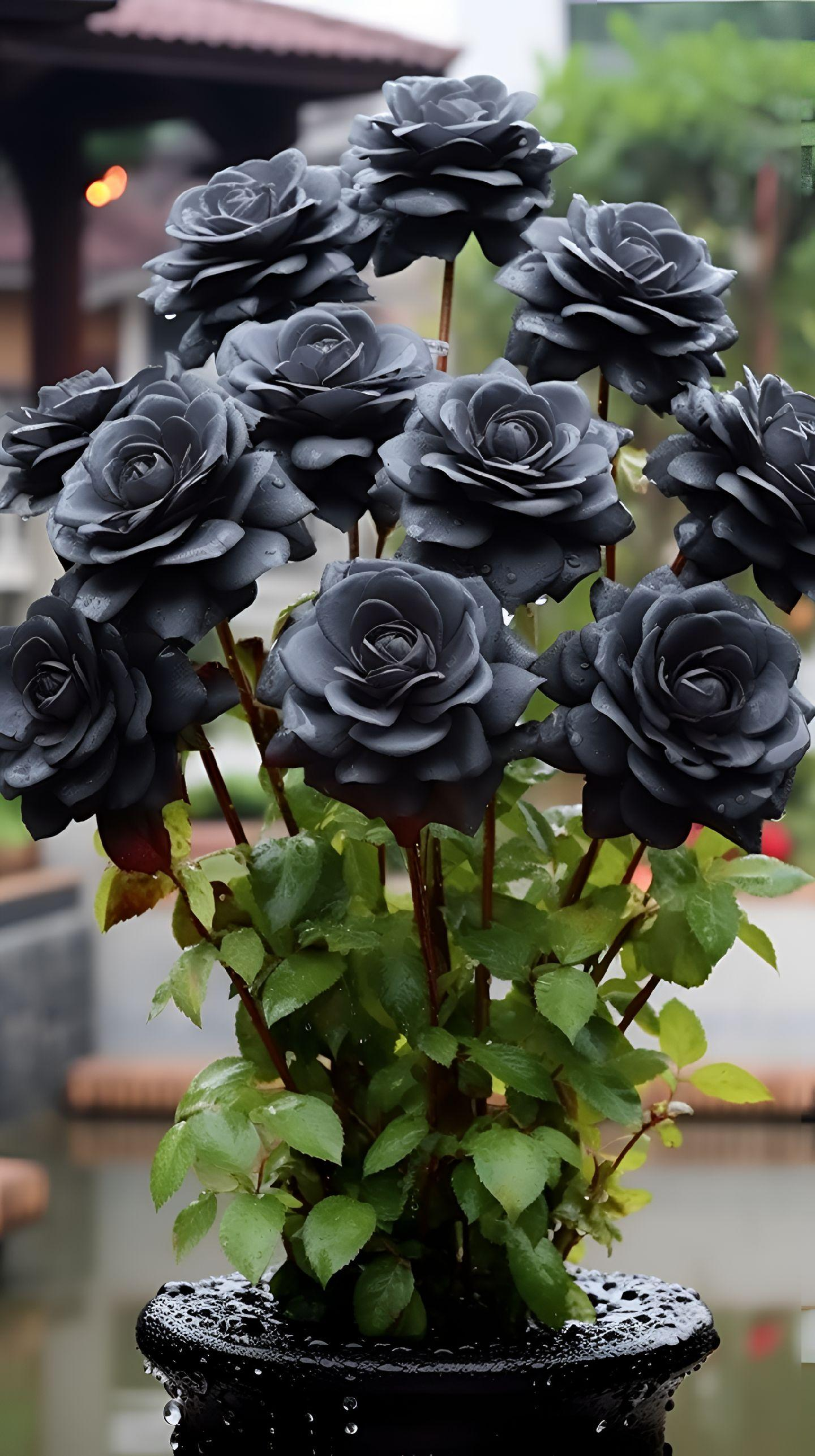 Rare Black Rose Seeds For Home Potted Garden