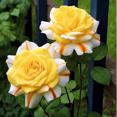 Rare Rose 