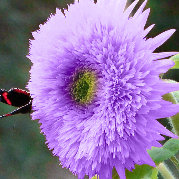 Purple Teddy Bear Sunflower Seeds| Home Garden