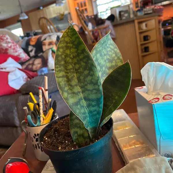 🎁Last Day 70% OFF🌿Rare Giant Whalefin Sansevieria - Thrives in 98.7% Home Conditions