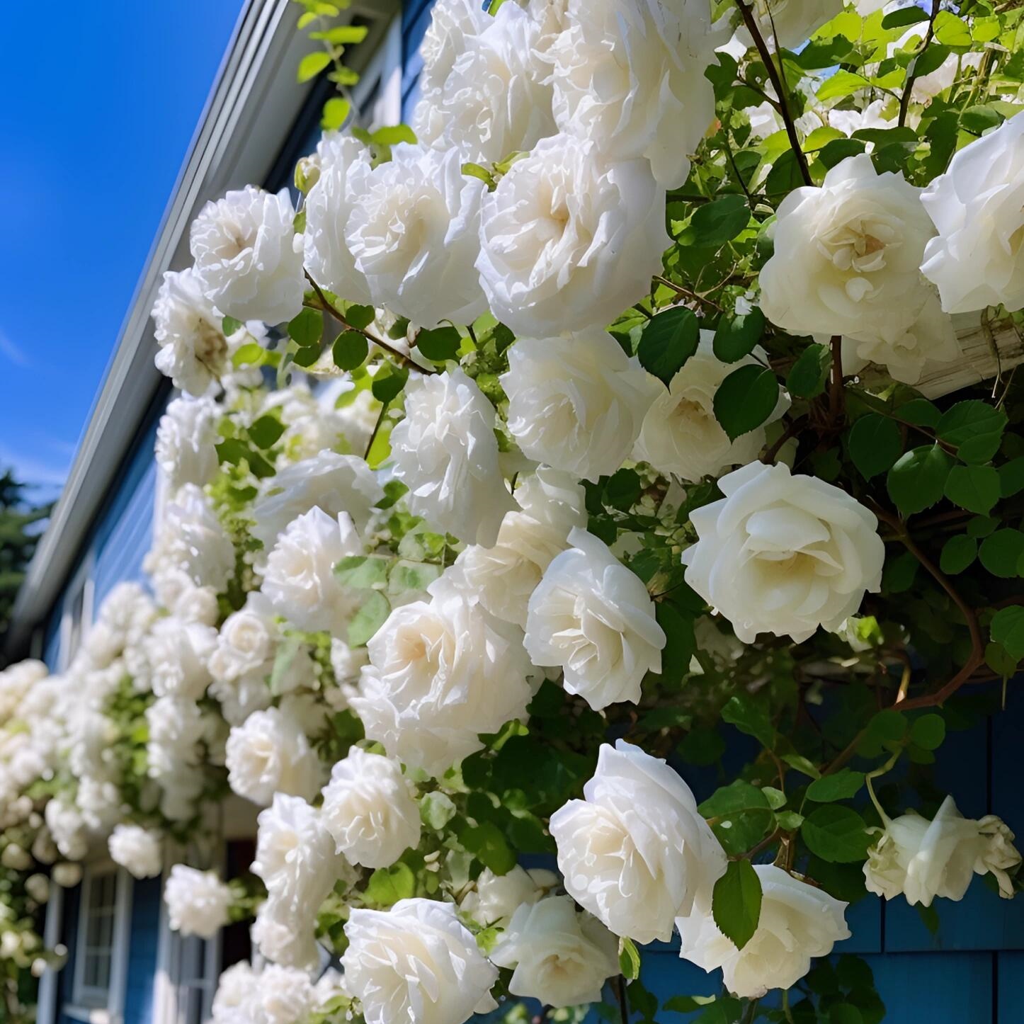 🌹【7 days germination】Last Day Up to 80% OFF💐Beautiful Climbing Rose Seeds