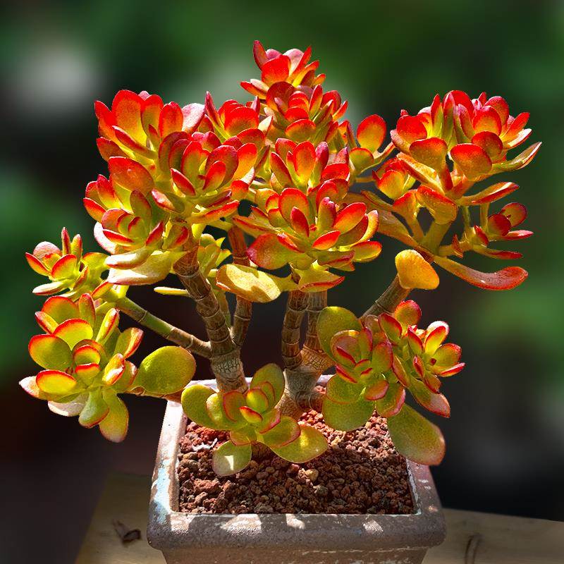 🎁Last Day 70% OFF🔥Campfire Crassula – Fiery Red & Rare!