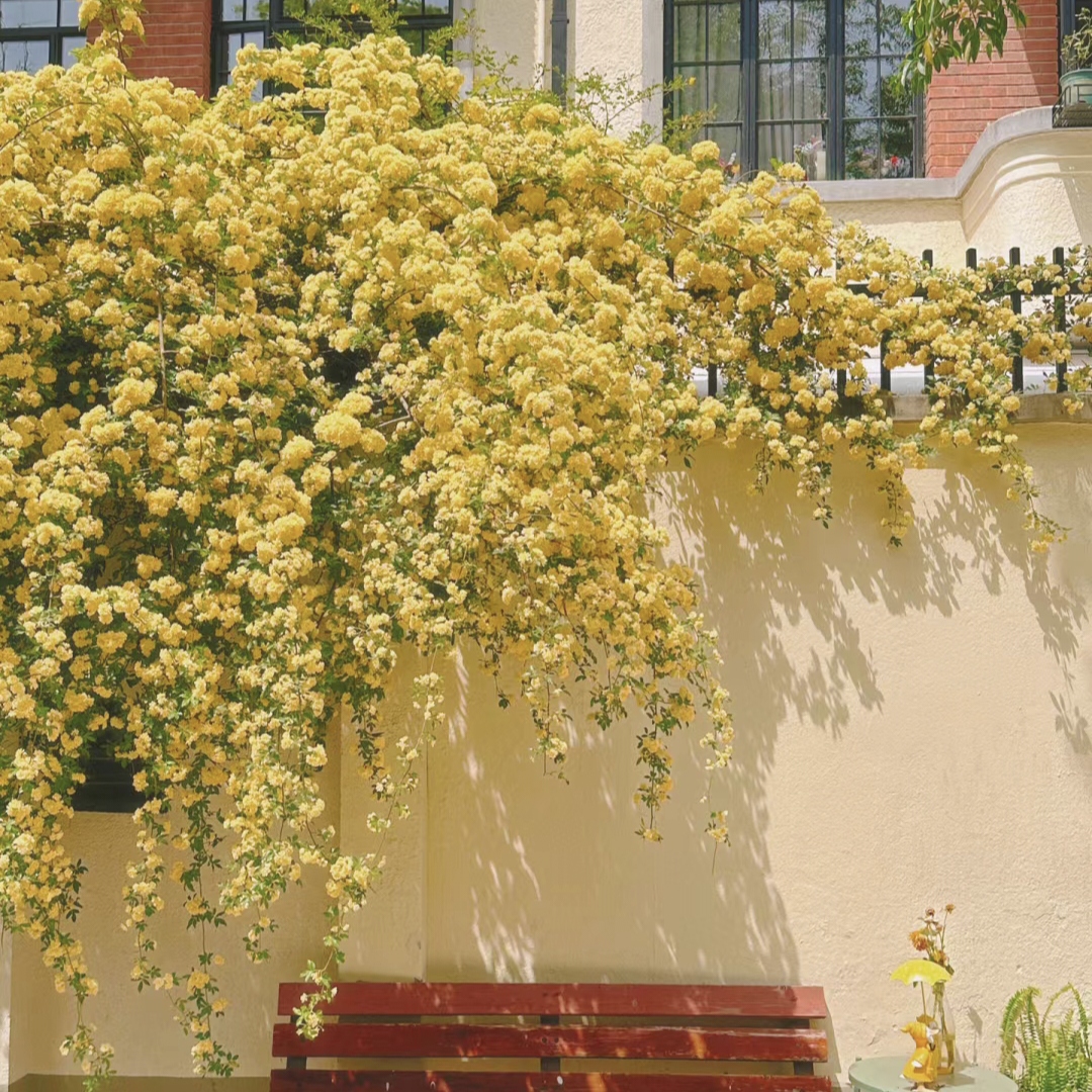 Yellow Banks Rose Seeds-Symbolizes Elegance and Happiness
