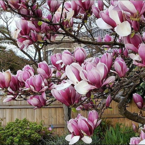 20pcs LILY MAGNOLIA Flower TREE Pink & Purple Fragrant Tulip Magnol Liliiflora Seeds