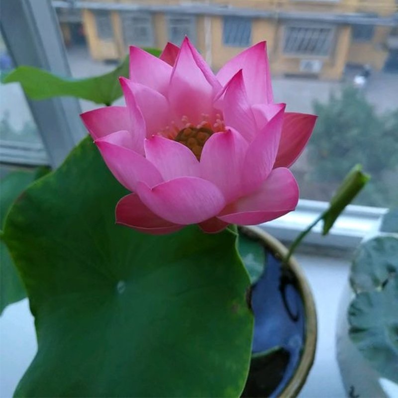 The Sacred Bonsai Lotus Flower