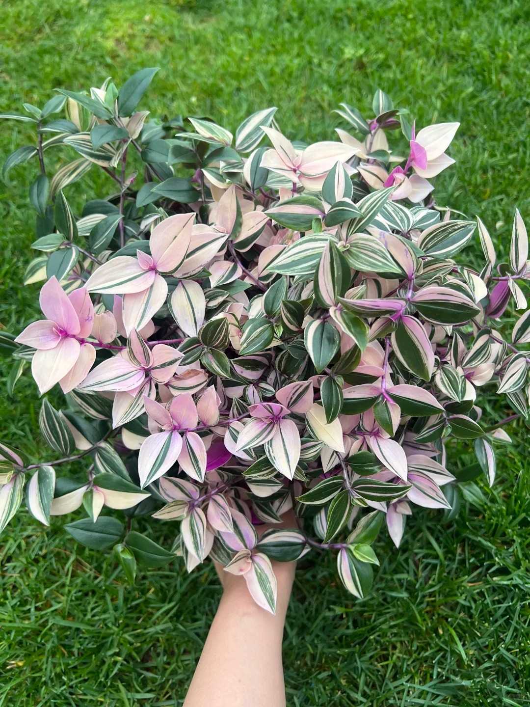 🎁Last Day 70% OFF🌿 Rare Pastel Wandering Plant — Easy Care & NASA-approved Air Purifier 🩷