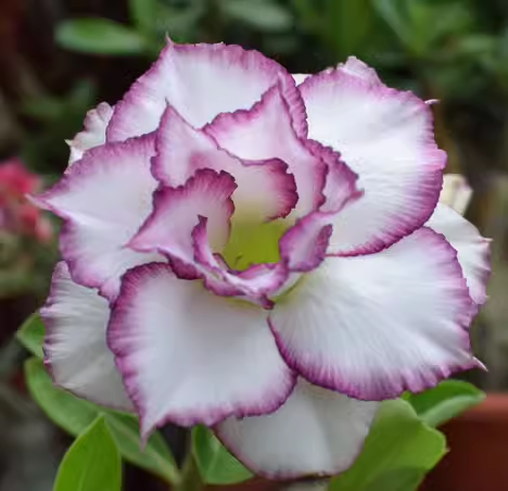 Beautiful whirlpoole - Desert Rose Seeds