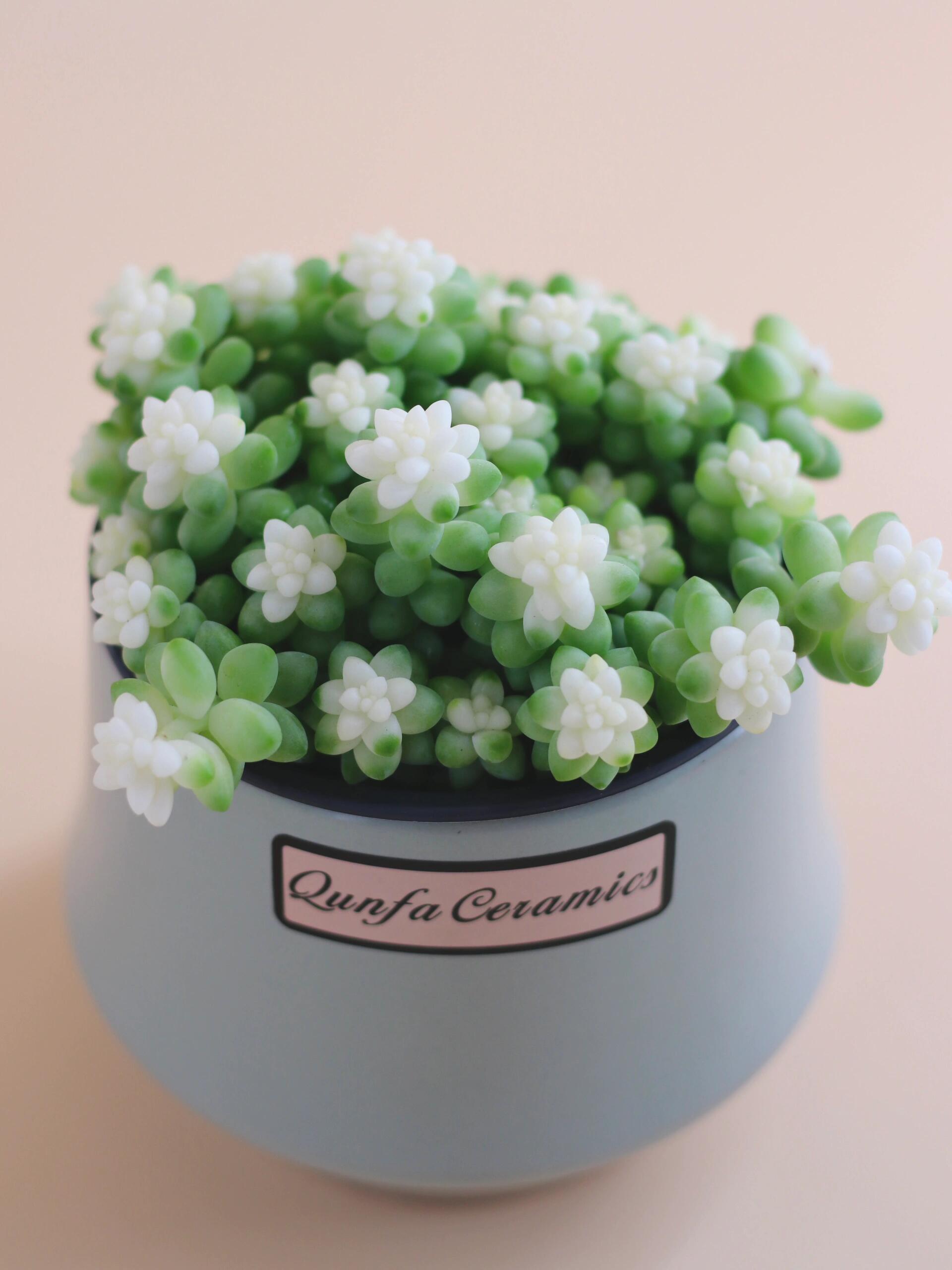 🎁Last Day 70% OFF❄️Rare White-Tipped Sedum Burrito🌿