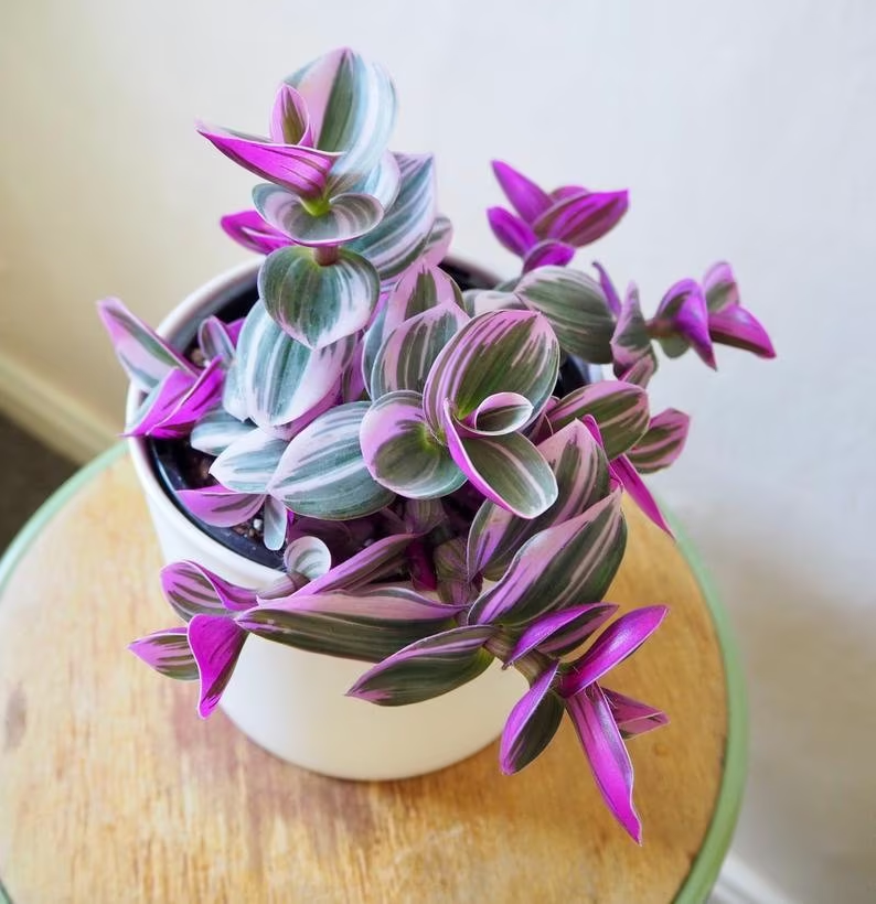 🌿 Purple Wandering Plant — Easy Care & NASA-approved Air Purifier 💜