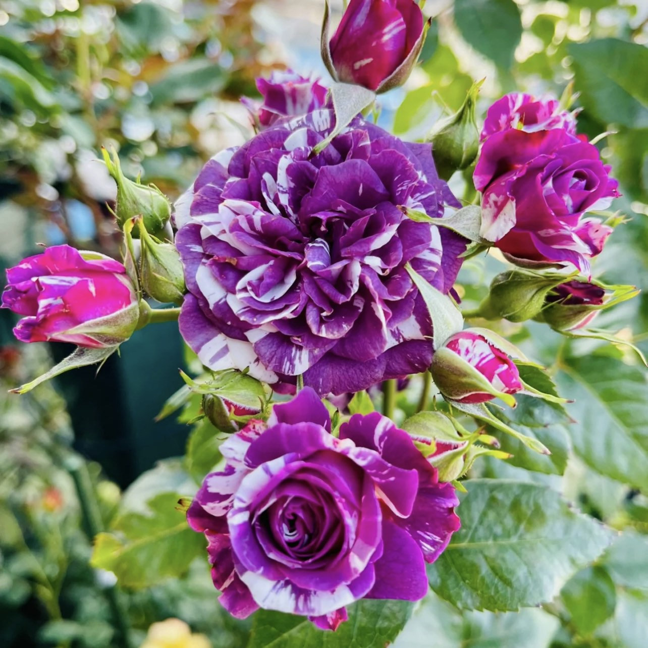Rose  Scented Jewel