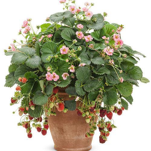 Berried Treasure Pink Strawberry