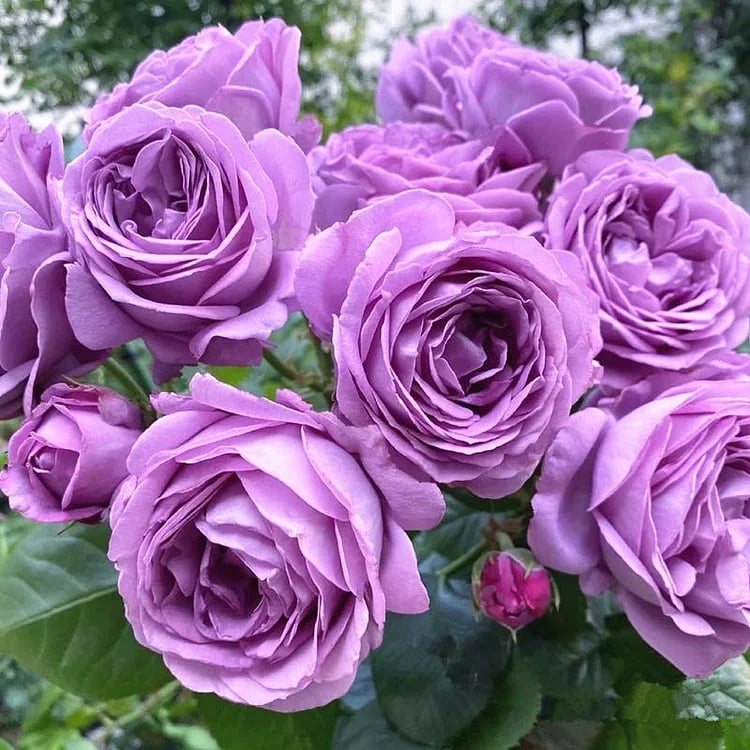 🌹【7 days germination】Last Day Up to 80% OFF💐Beautiful Climbing Rose Seeds