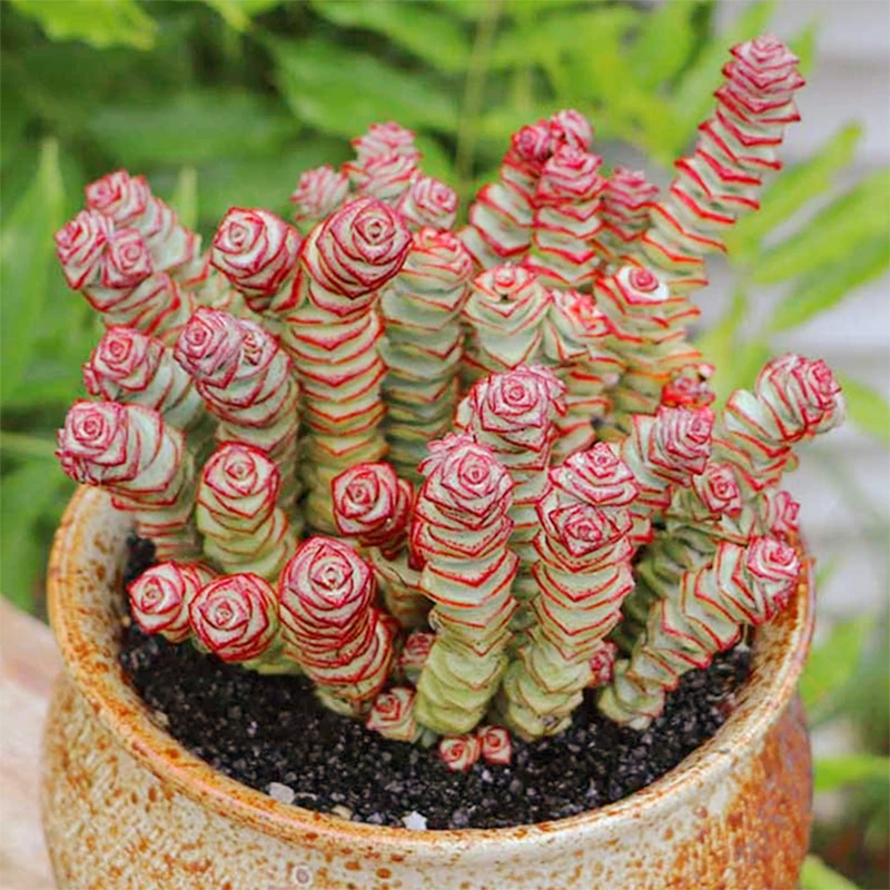 🍃Crassula Perforata – String of Buttons🌿