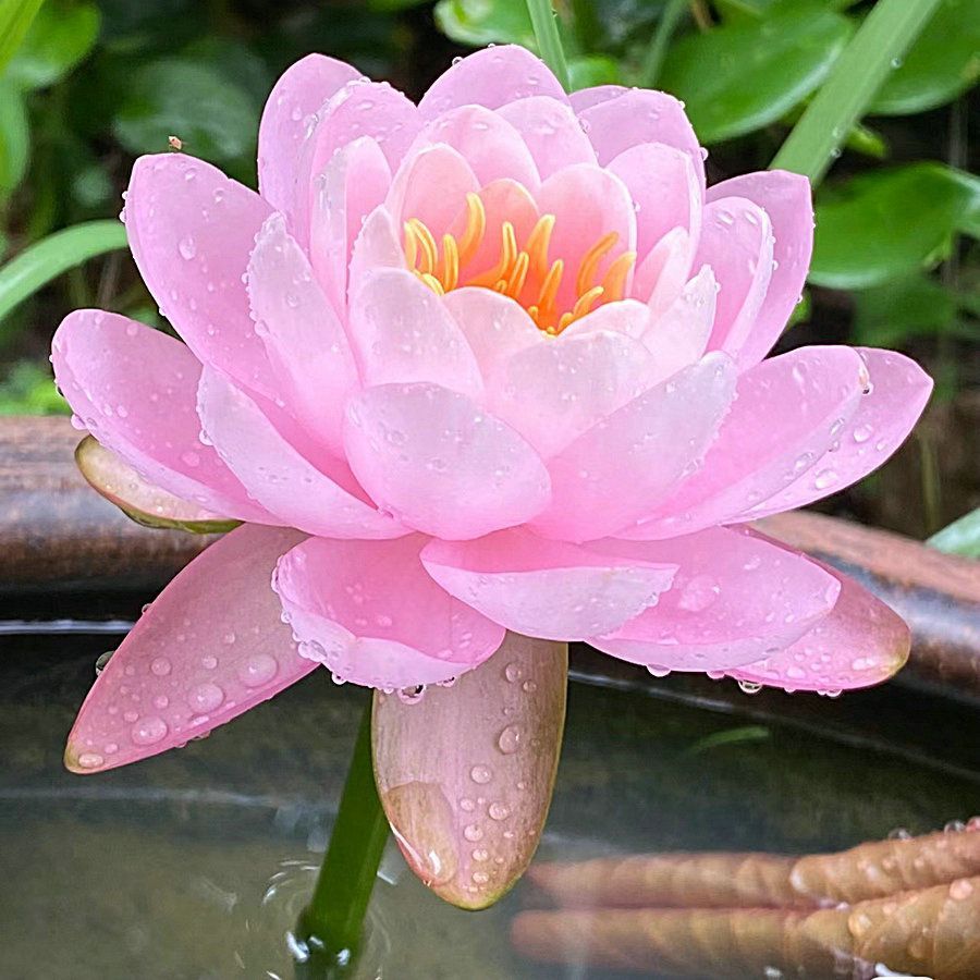 【7 days germination】The Sacred Bonsai Bowl Lotus Flower (Mix Color)