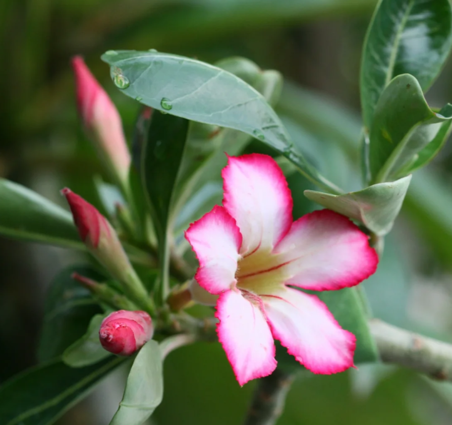 Pink Ladye??oDesert Rose Seeds