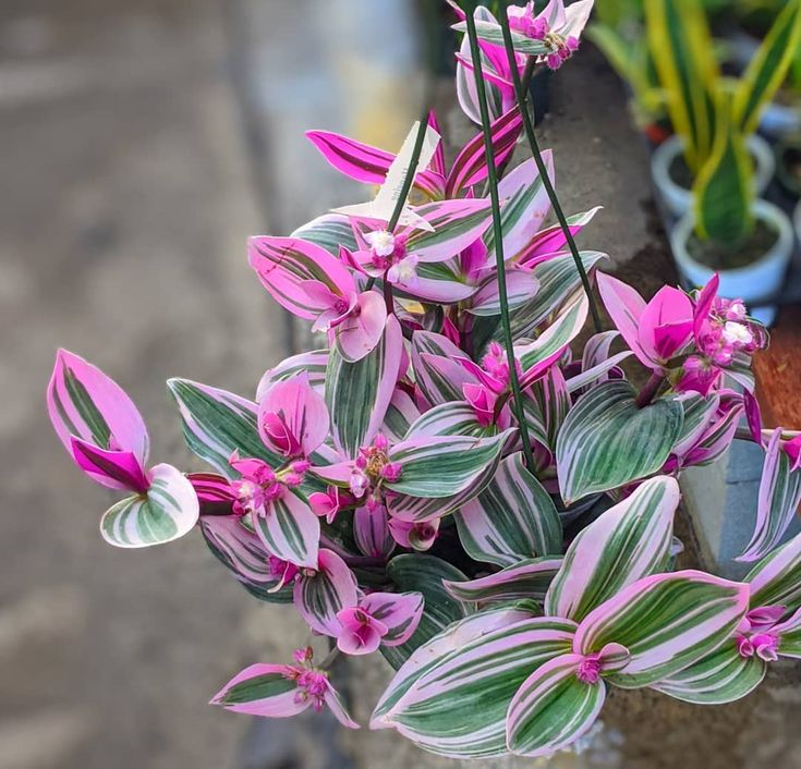 🌿 Purple Wandering Plant — Easy Care & NASA-approved Air Purifier 💜