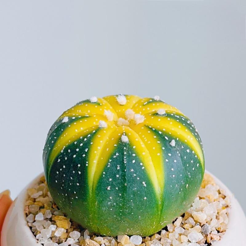 Last Day 70% OFF🌵Golden Astrophytum – Unique Cactus That Blooms in Magical Colors🌈