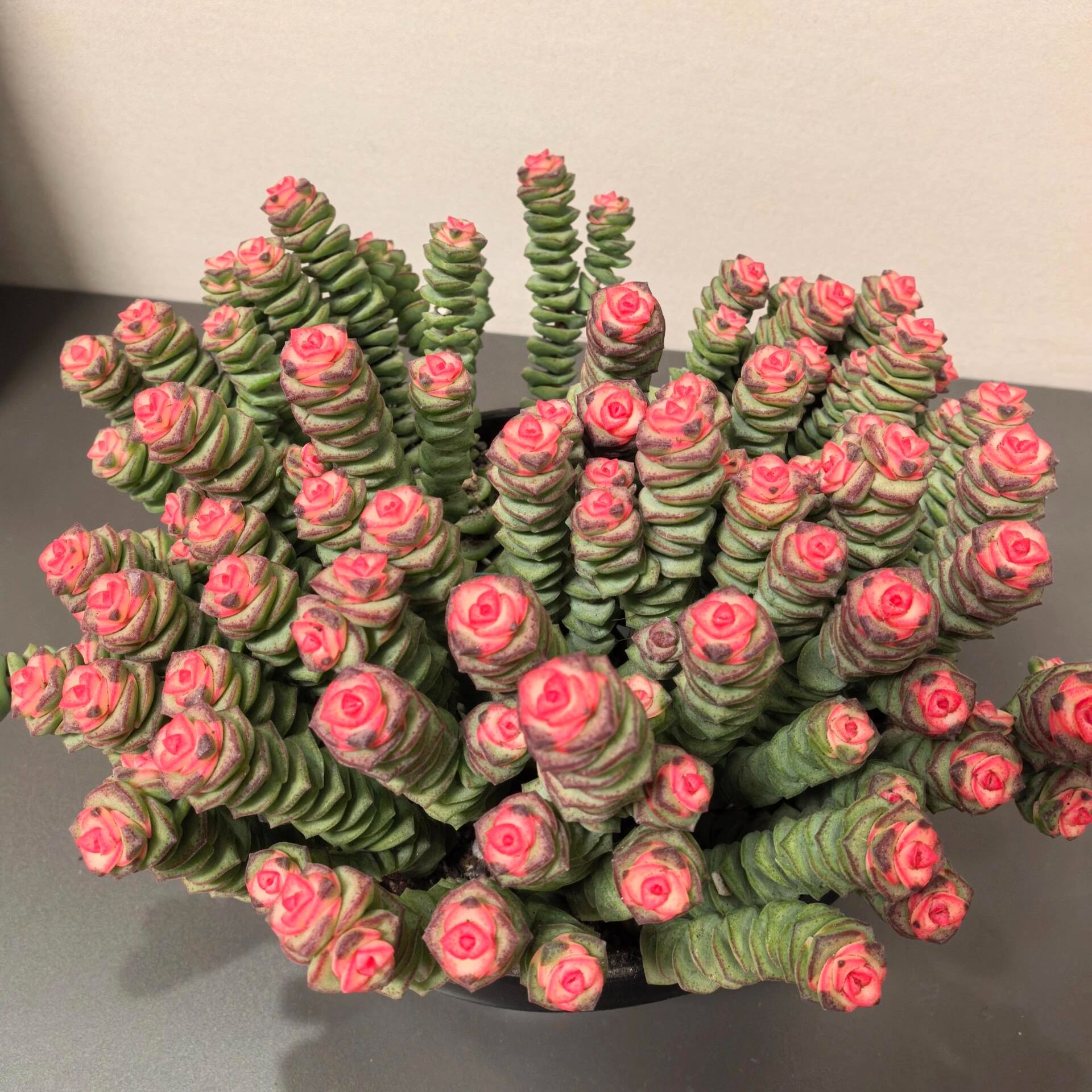 🍃Crassula Perforata – String of Buttons🌿