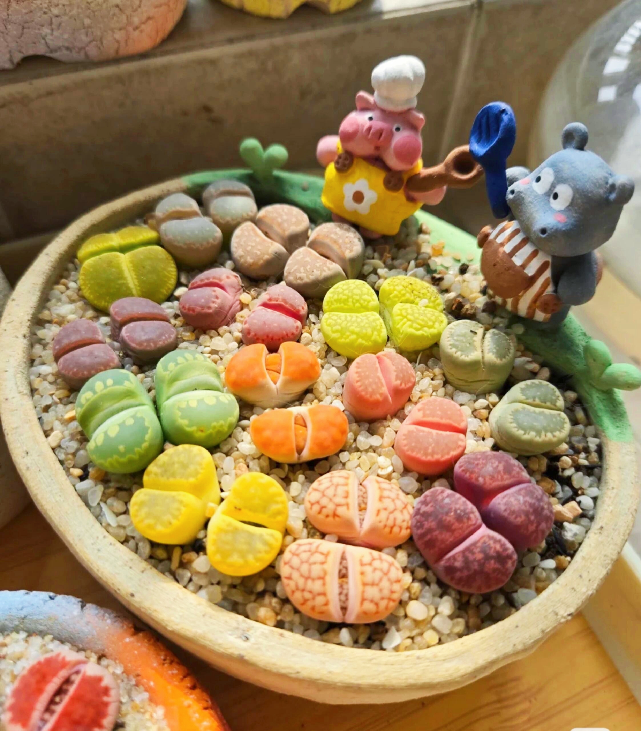 🎁Last Day 70% OFF🪨Lithops Succulent — 🎨Colorful Stone Shape & Easy Care