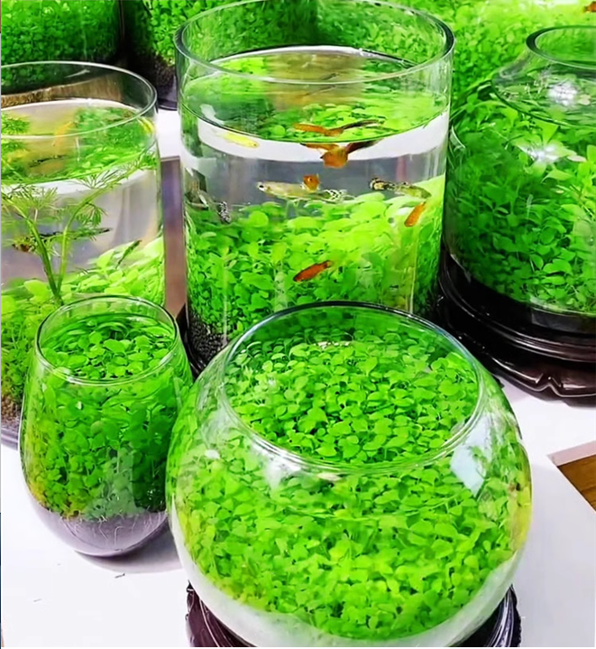 e???Air Purifying Fish Tank Aquatic Plant Seeds