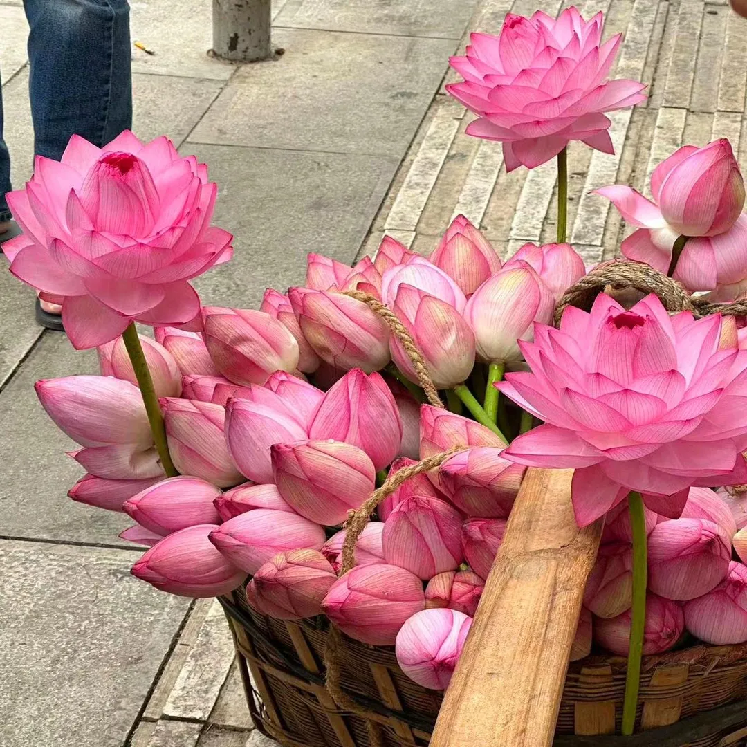 【7 days germination】The Sacred Bonsai Bowl Lotus Flower (Mix Color)