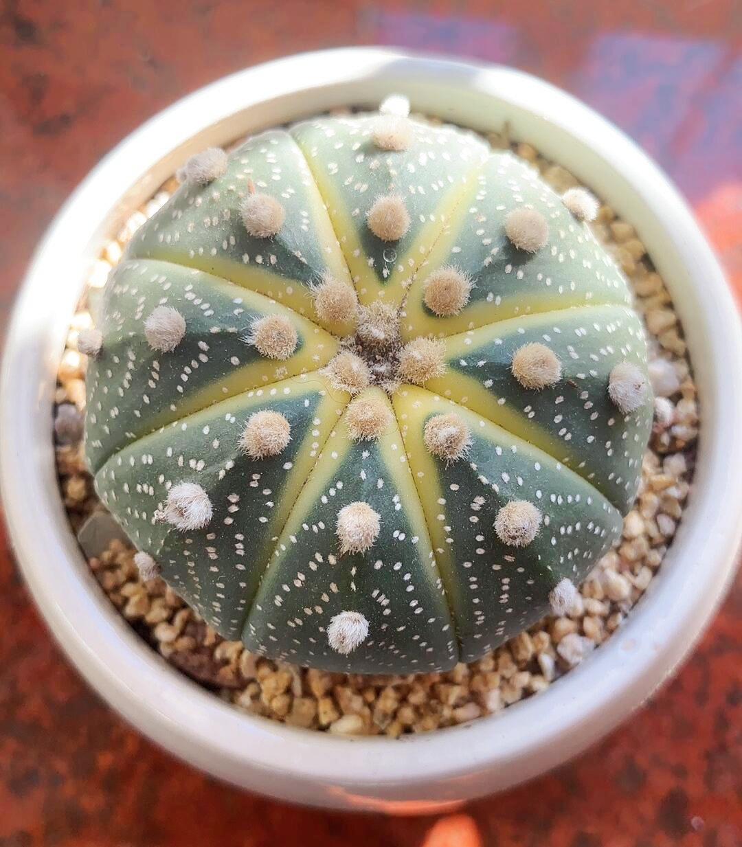 Last Day 70% OFF🌵Golden Astrophytum – Unique Cactus That Blooms in Magical Colors🌈