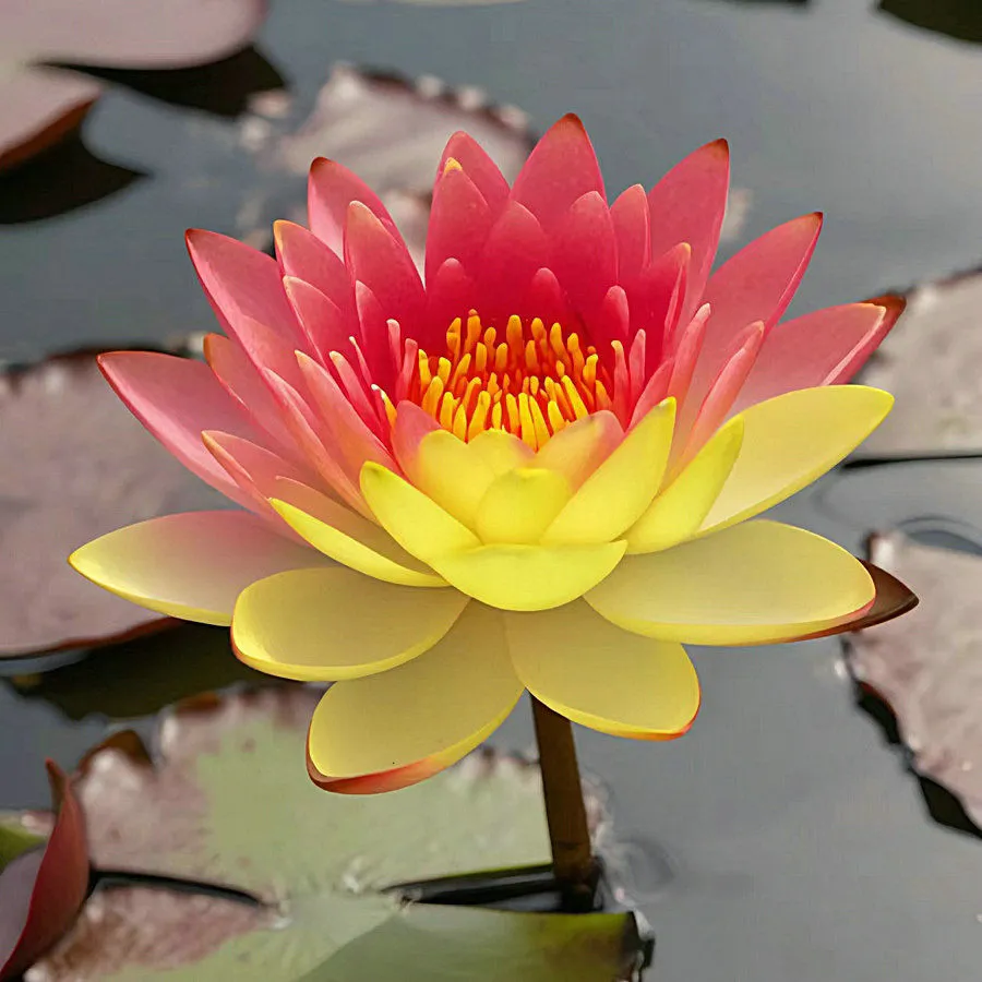 【7 days germination】The Sacred Bonsai Bowl Lotus Flower (Mix Color)