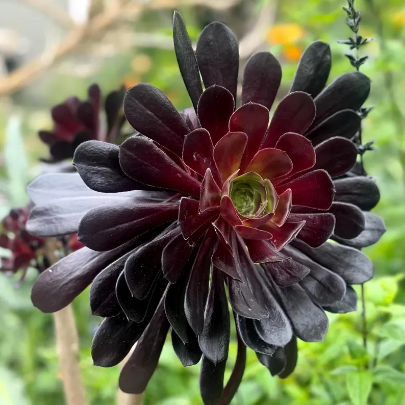 🎁Last Day 70% OFF🌑Aeonium 'Black Rose' – The Darkest Succulent You’ll Ever Grow🖤