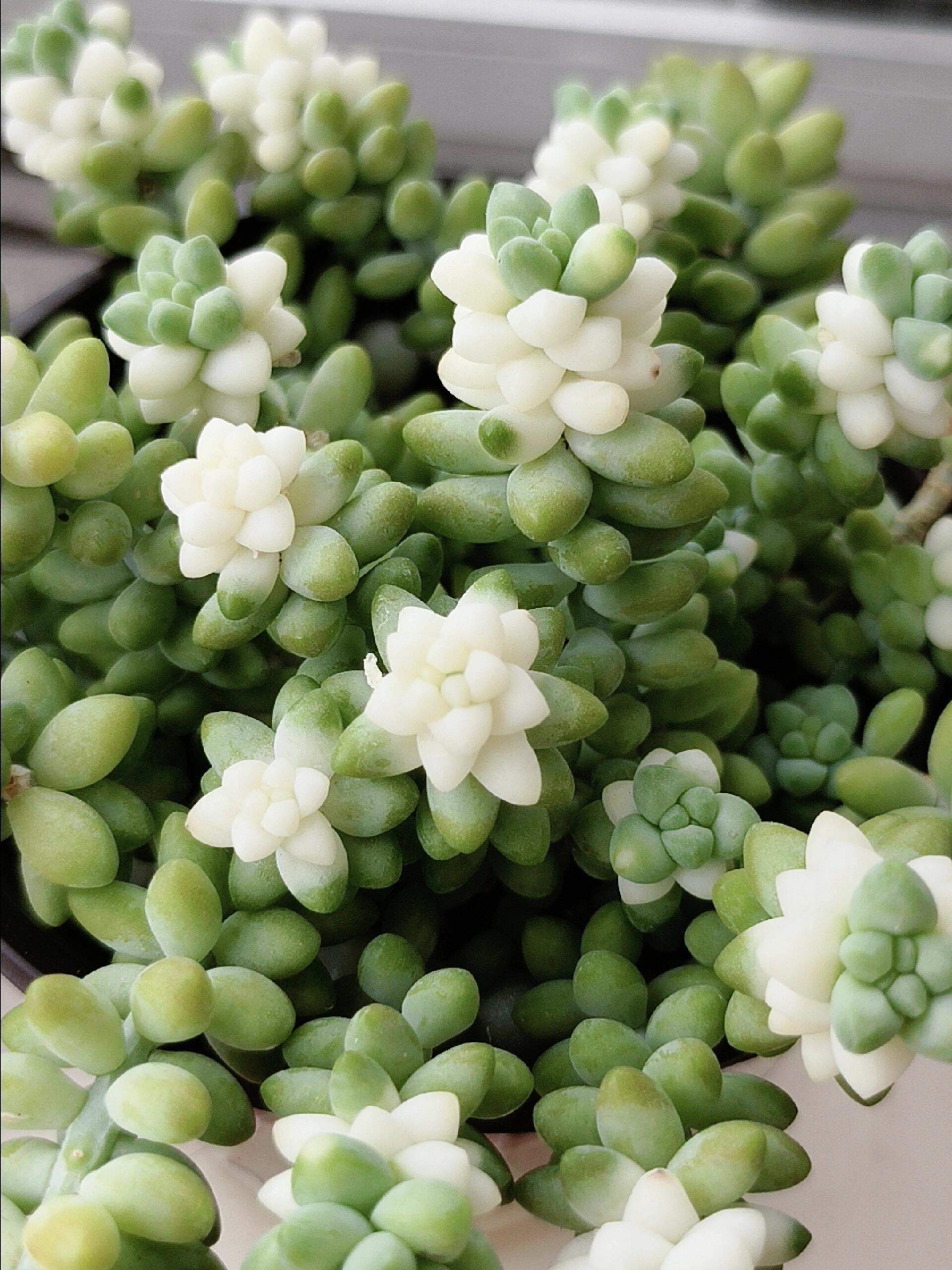 🎁Last Day 70% OFF❄️Rare White-Tipped Sedum Burrito🌿