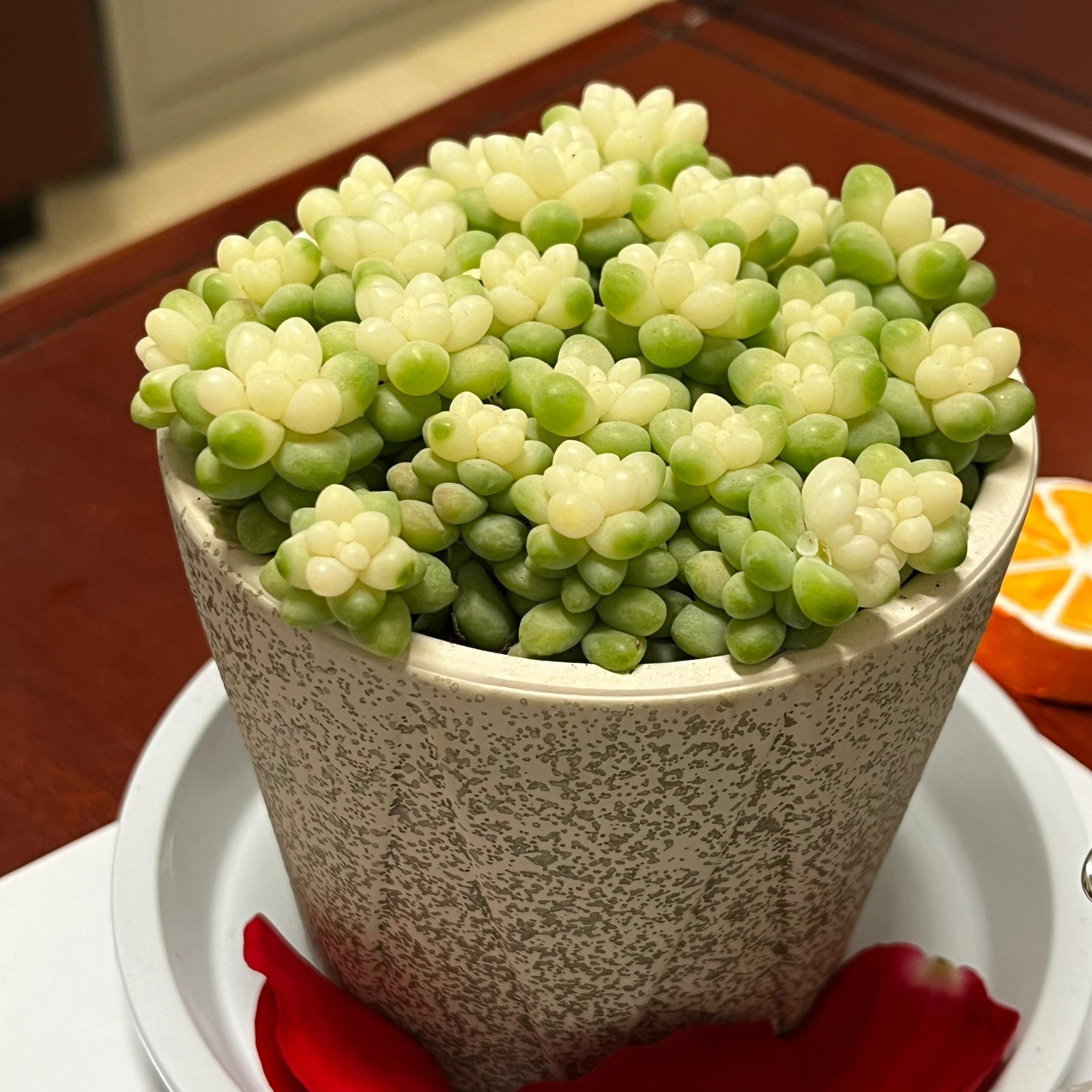 🎁Last Day 70% OFF❄️Rare White-Tipped Sedum Burrito🌿
