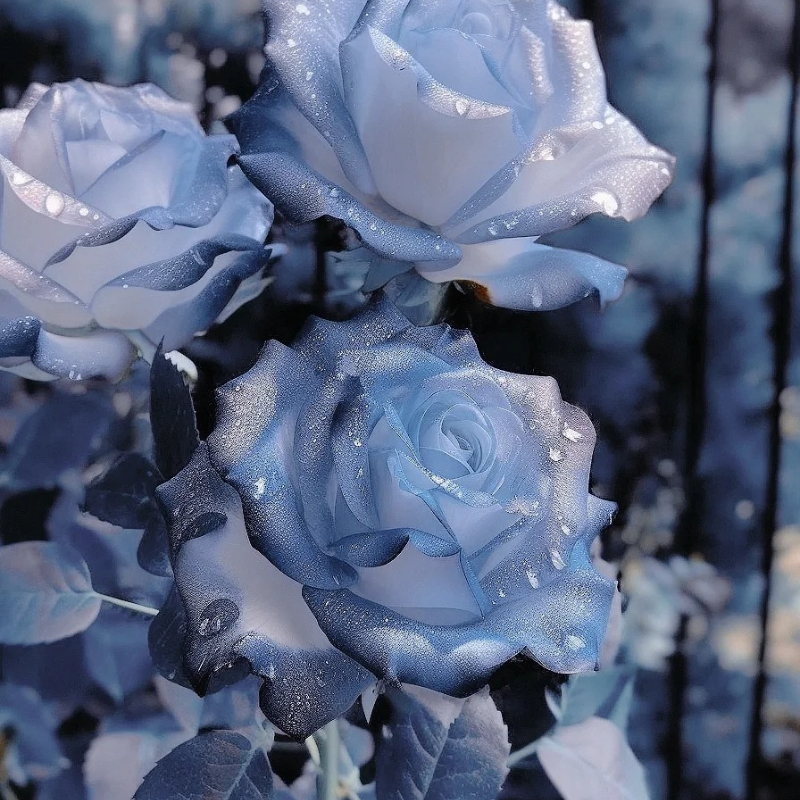 Rare Blue Chill Rose Seeds