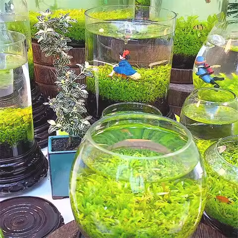 e???Air Purifying Fish Tank Aquatic Plant Seeds