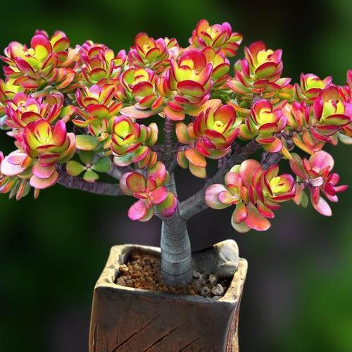 🎁Last Day 70% OFF🔥Campfire Crassula – Fiery Red & Rare!