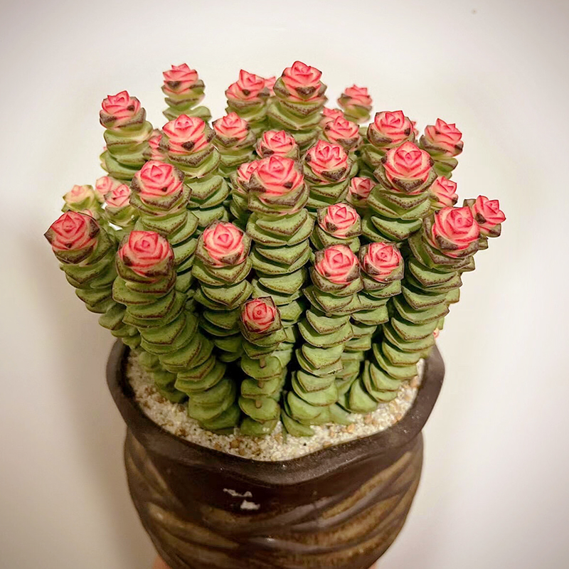 🍃Crassula Perforata – String of Buttons🌿