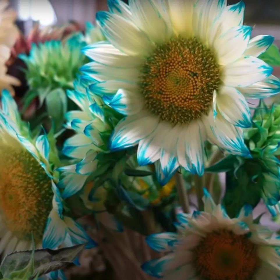 Blue Lace Sunflower Seeds