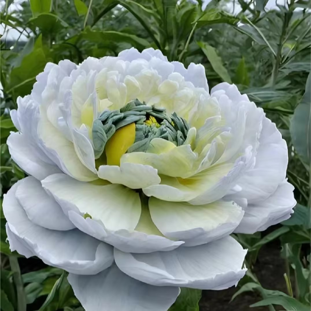 Chinese Peony Seeds for Home Garden