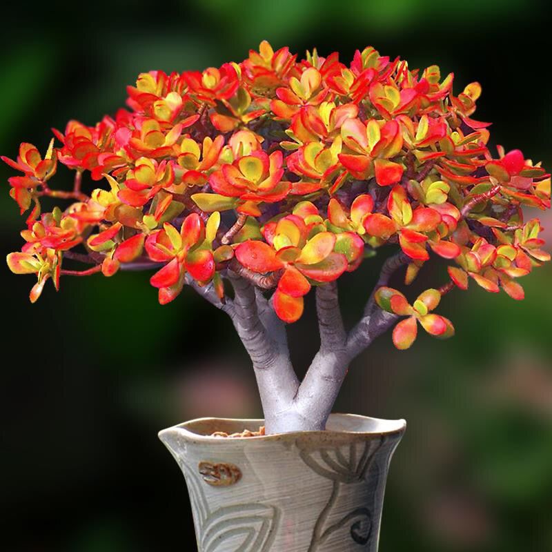 🎁Last Day 70% OFF🔥Campfire Crassula – Fiery Red & Rare!