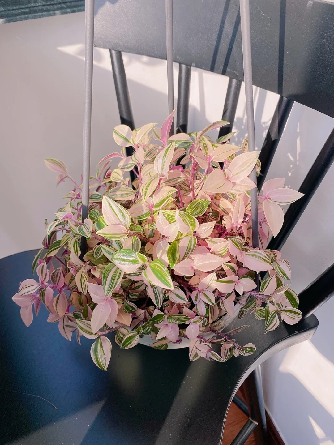 🎁Last Day 70% OFF🌿 Rare Pastel Wandering Plant — Easy Care & NASA-approved Air Purifier 🩷