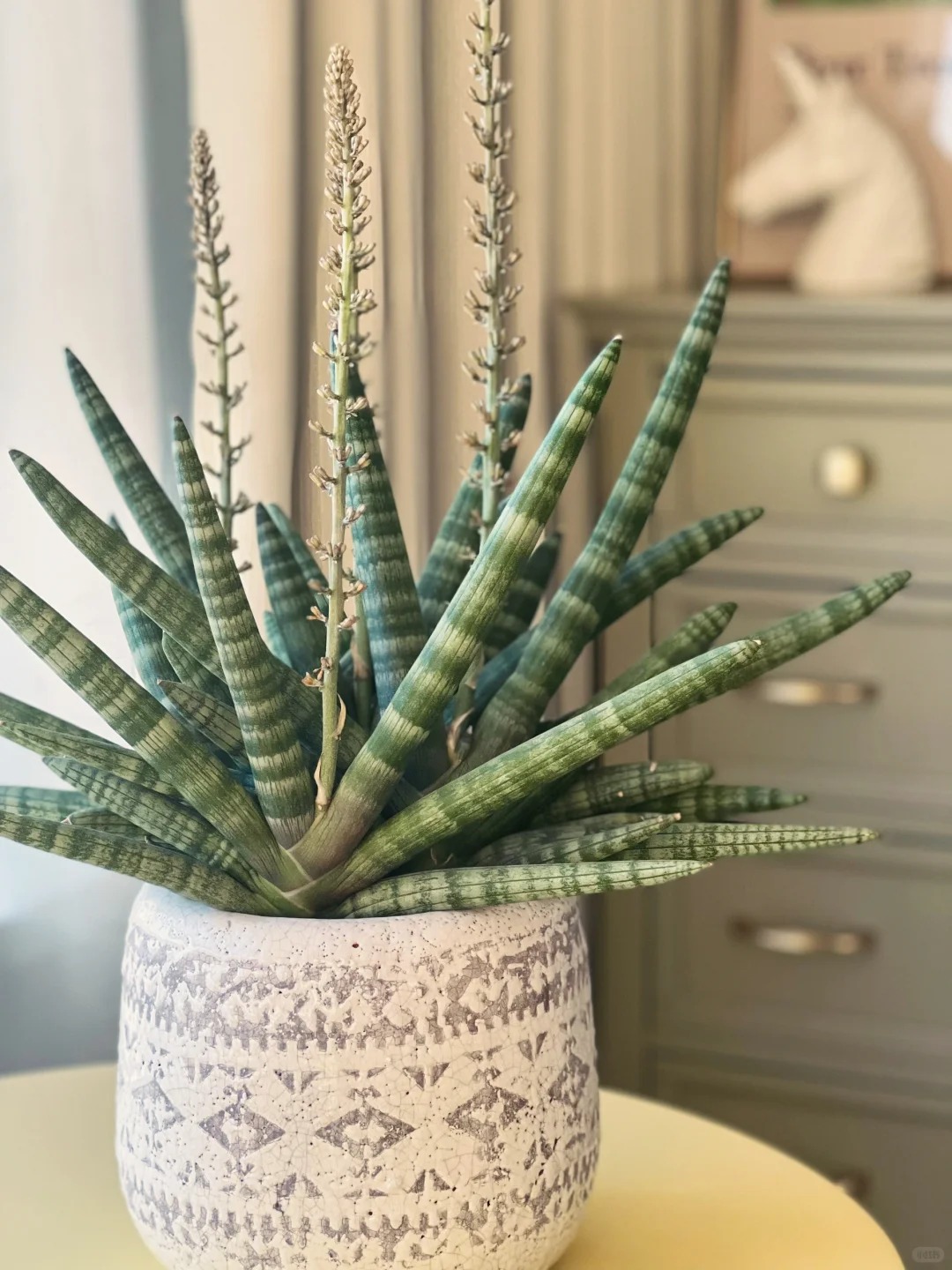 🎉Last Day 80% OFF🌿Sansevieria cylindrica 'Golden' | Rare Collector-Grade Snake Plant