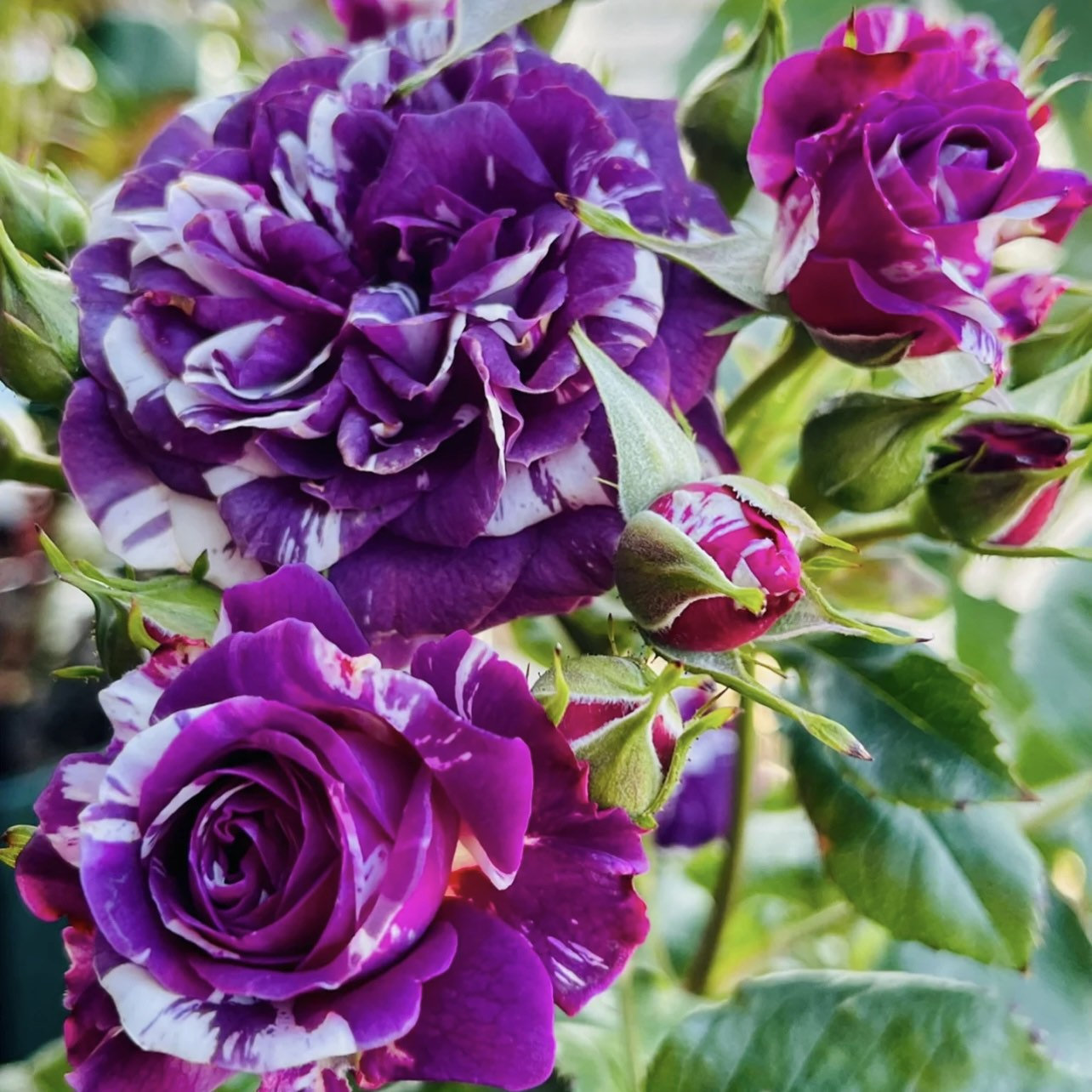 Rose  Scented Jewel