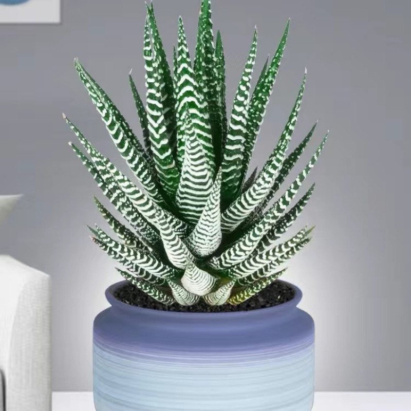 🎁Last Day 70% OFF🍃Zebra Haworthia – The Perfect Plant for Busy People🦓