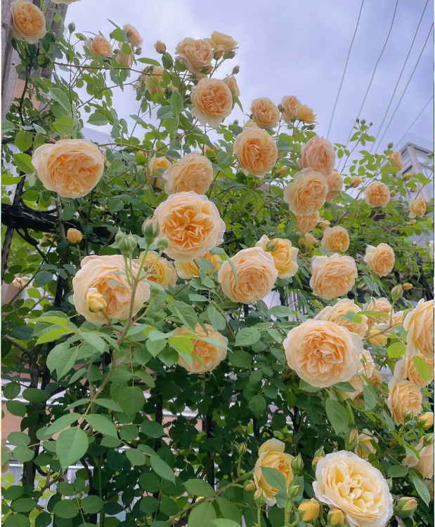 Climbing Rose Seeds