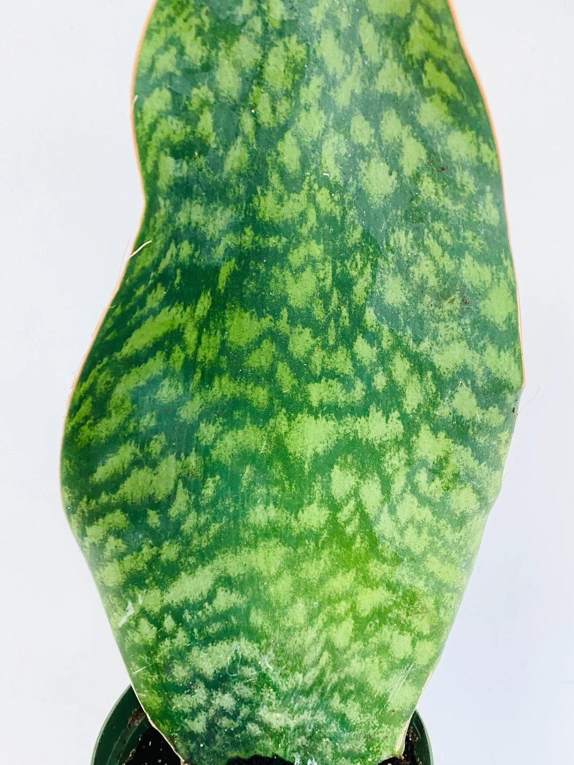 🎁Last Day 70% OFF🌿Rare Giant Whalefin Sansevieria - Thrives in 98.7% Home Conditions