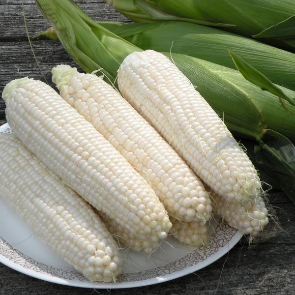 Test Sweet Corn Freedom MXR F1