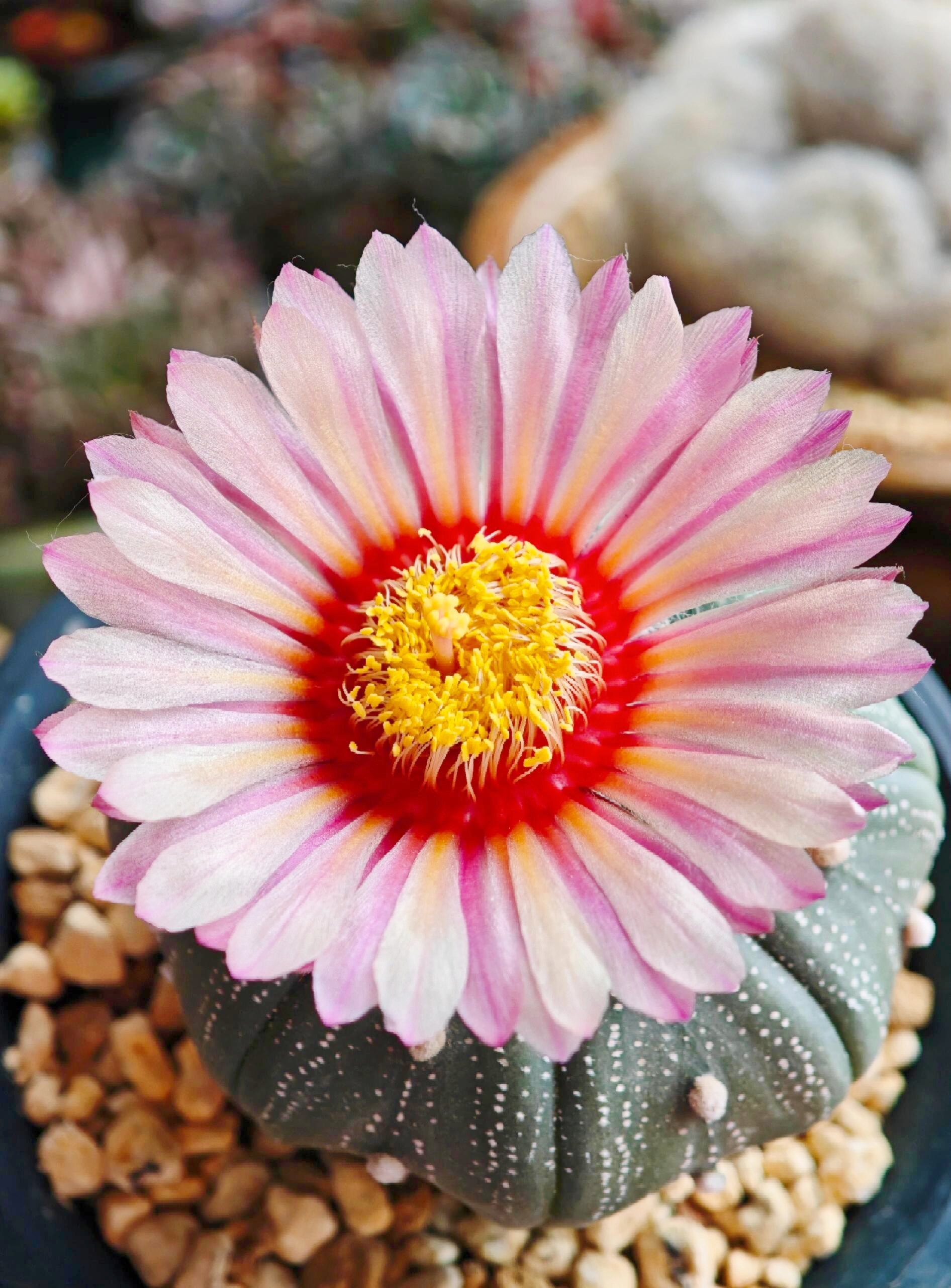 Last Day 70% OFF🌵Golden Astrophytum – Unique Cactus That Blooms in Magical Colors🌈