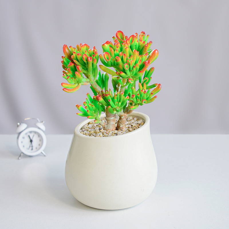 🎁Last Day 70% OFF🌵 Gollum Jade Plant (ET’s Finger) — Weird, Lucky & Low Maintenance! 🍀