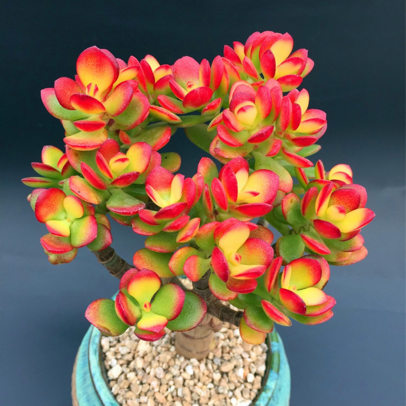 🎁Last Day 70% OFF🔥Campfire Crassula – Fiery Red & Rare!