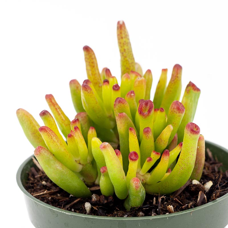 🎁Last Day 70% OFF🌵 Gollum Jade Plant (ET’s Finger) — Weird, Lucky & Low Maintenance! 🍀